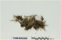 藏品(棉苔科)的圖片